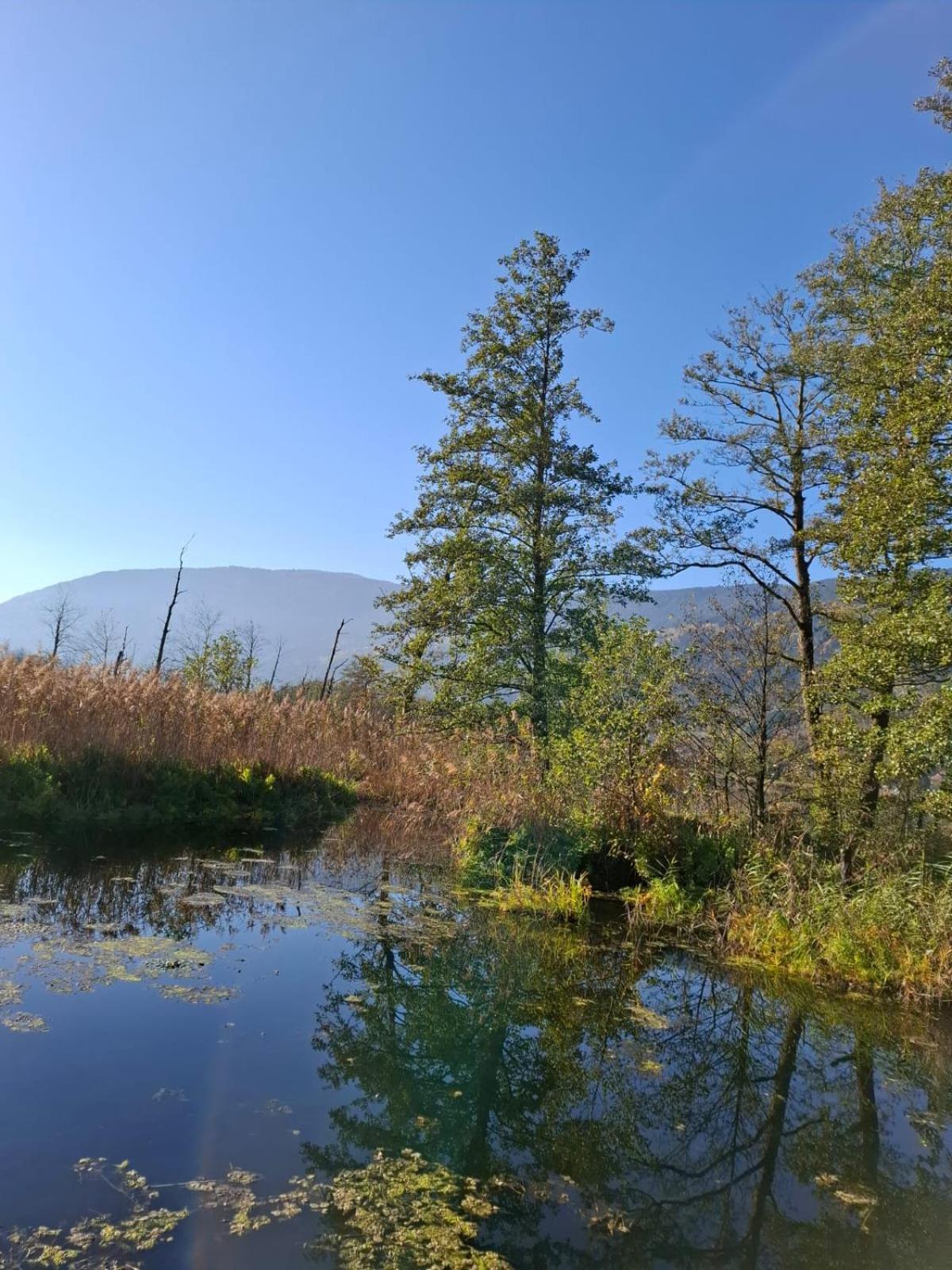 Ferienwohnung Resi Mit Traumhaftem Seepanorama Steindorf am Ossiacher See Zewnętrze zdjęcie